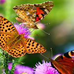 网络短信呼叫软件虚拟号码